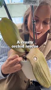 And I BETTER not see ice cubes when watering your orchids either  👊🏽#orchidrescue #phalenopsisorchid #planthelp