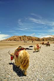 Pin By Farah Belkerem On Tibet The Top Of The World Tibet Travel Tibet Himalayas