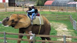 More images for natural bridge va zoo » Topic Zoos Change Org