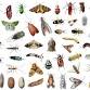 Bohart Bugs