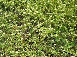 Image result for Alternanthera tenella