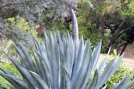 Image result for Agave