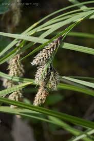 Image result for Melinis macrochaeta