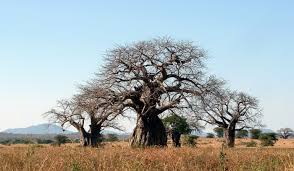 Tokeo la picha la tanzania