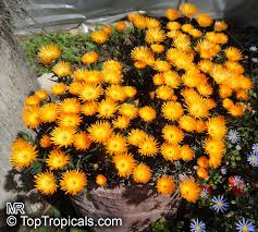 Image result for Lampranthus spp.