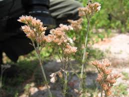 Image result for Polycarpaea corymbosa