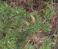 Browse 975 jack pine stock photos and images available or search for jack pine tree to find more great stock photos and pictures. Jack Pine Pinus Banksiana
