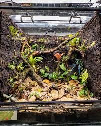 Image result for Hypoxis subspicata