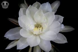 If you are a romantic person and like moon gardens, this is the. 11 Night Blooming Flowers Ideas Night Blooming Flowers Orchid Cactus Flowers