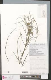 Image result for Xysmalobium holubii