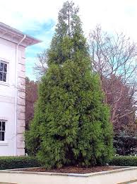 Image result for Cryptomeria