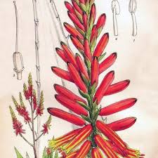 Image result for Aloe littoralis