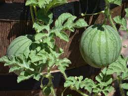 For the most part, allow about 3 feet (.9 m.) in distance for small bushing type watermelons, or up to 12 feet (3.6 m.) for giant ramblers. Container Watermelons How To Grow Watermelon In Containers