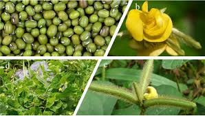 Image result for Bussea xylocarpa