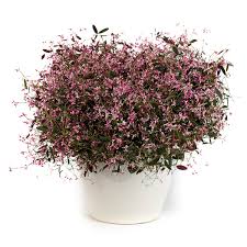 Image result for Euphorbia hypericifolia