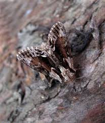 Image result for Hyppa rectilinea