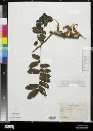 Image result for Cnestis