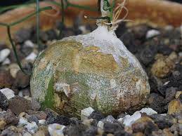 Image result for Schizobasis intricata