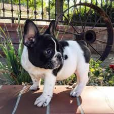 Hover over the breed info tab at the top of this page to learn all about the breed. Adorable Akc French Bulldog Puppies Available For Sale Houston Animal Pet