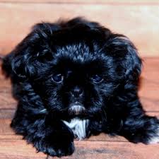 Find shih tzu in dogs & puppies for rehoming | 🐶 find dogs and puppies locally for sale or adoption in british columbia : Ming Shih Tzu Puppy 596243 Puppyspot