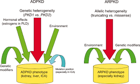 Genotype Phenotype Correlations In Autosomal Dominant And Autosomal Recessive Polycystic Kidney Disease American Society Of Nephrology