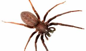 Common house spiders include yellow sac, black house spider, brown house, domestic, hobo you can use what you have learned here to prevent spiders and other household pests without what do common house spiders eat. Hairy Scary And Lethal How Dangerous Are Britain S Household Spiders Insects The Guardian