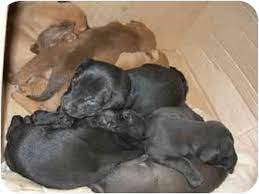 Lab puppies for adoption in california. Los Angeles Ca Labrador Retriever Meet Labrador Mix Puppies A Pet For Adoption