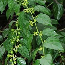 Image result for Colubrina asiatica