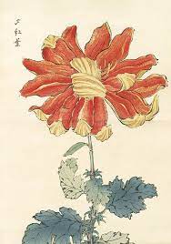 Keika Hasegawa Chrysanthemum Wood Block Prints 1st Edition 1893 Japanese Woodblock Printing Japanese Chrysanthemum Woodblock Print