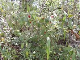 Image result for Psychotria kirkii