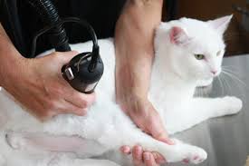 Kedi Makina Tirasi