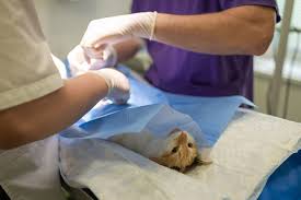 Una gran diversidad de terrenos y en contra del tiempo. Dia Mundial Del Veterinario