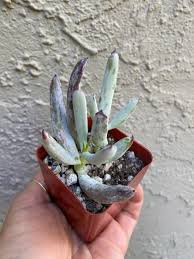 Ladyfingers are perfect for snacking with coffee or. Home Succulent Obsession