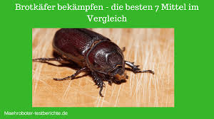 Er wird etwa zwischen drei und fünf millimeter lang und ist insgesamt dunkelbraun. Brotkafer Bekampfen Die Besten 7 Mittel Im Vergleich Neu