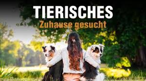 Wenn sie sich für eines unserer seelchen interessieren, füllen sie bitte das kontaktformular. Tierisches Zuhause Gesucht Lr Medienhaus