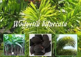 Image result for Wodyetia bifurcata