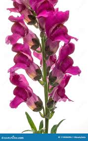 Image result for Scrophulariaceae