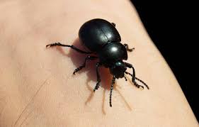 Non è difficile riconoscerlo in natura, poiché è uno scarabeo nero oblungo con baffi che supera la crescita dell'insetto stesso quasi quattro volte. Scarabeo Nero Della Pelle Scarafaggio
