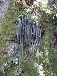 Image result for Vittaria isoetifolia