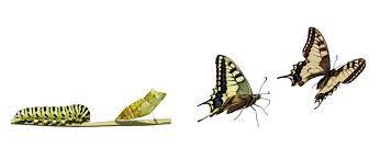 De Oruga a Mariposa - Home | Facebook