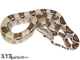 Since red tailed boas are from brazil they like their environments warm. Baby Boa Constrictor For Sale With Live Arrival Guranatee Xyzreptiles