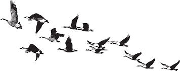 Black And White Goose Silhouette Goose Line Drawing Vector Google Search Goose Tattoo Wild Geese Mary Oliver Goose Drawing