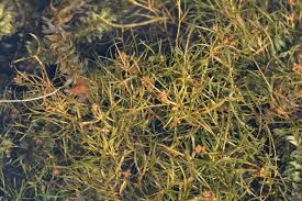 Image result for Potamogeton pusillus