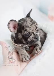 Find blue and merle french bulldog puppiess from a breeder near you. Blue Merle Frenchie Puppy By Teacups Puppies Boutique Frenchbulldog Frenchie Puppy Puppies Teacuppuppies Puppyb Bulldog Puppies Cute Puppies Bulldog