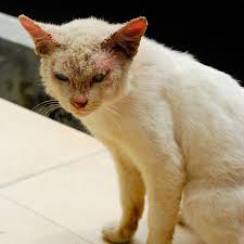 Ubat kurap di farmasi, ubat kurap cap kaki tiga, ubat kurap paling mujarab, ubat kurap kucing, ubat kurap tradisional, ubat kurap manusia, u. Rawatan Untuk Kucing Berkurap The Mamamiaow