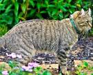 Highlander Mixed Cat Breed Pictures, Characteristics, & Facts
