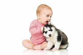 645 Baby Huskies Stock Photos Pictures Royalty Free Images Istock