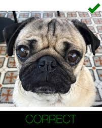 Learn how to draw a dog in a few minutes watch our fun and step by step tutorials to learn how to sketch a dog. Cartoonize Your Dog