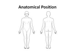A position in which it is presumed that the person is standing erect with head held straight, eyes looking to the horizon, arms by the sides, fingers straight, palms facing forward, thumb extended, legs approximated , soles touching the ground and toes directed forwards. Blank Anatomical Position Diagram Human Body Anatomy