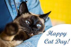 Maybe you would like to learn more about one of these? Den Koshek 2020 Istoriya Prazdnika Luchshie Video S Koshkami Kartinki Unian